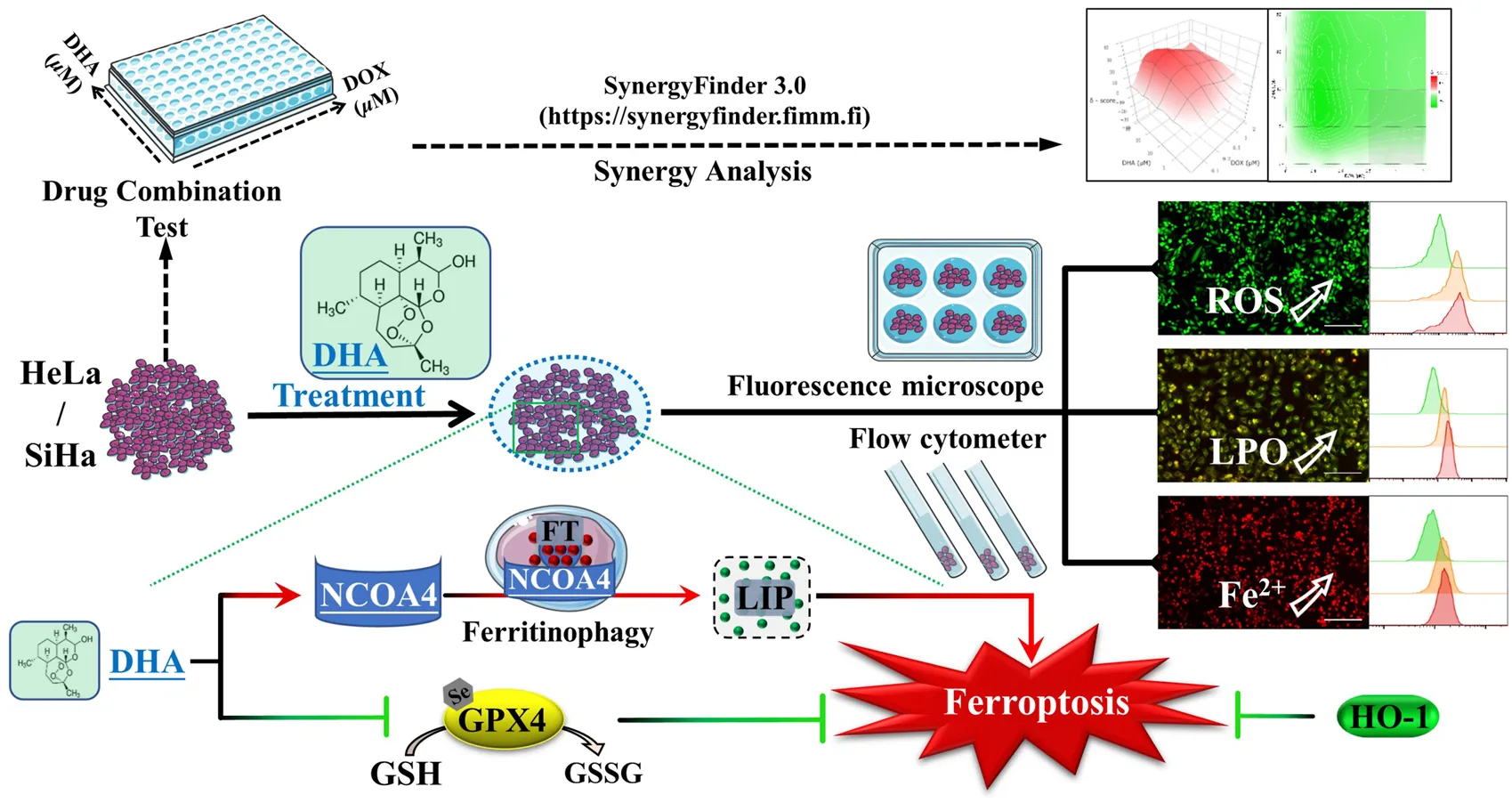Frontiers | Susceptibility of cervical cancer to