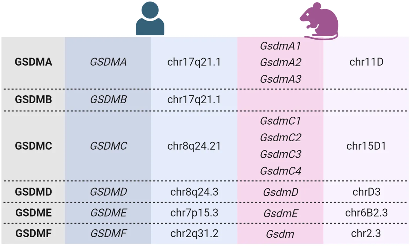 Frontiers | The gasdermins: a pore-forming protein family