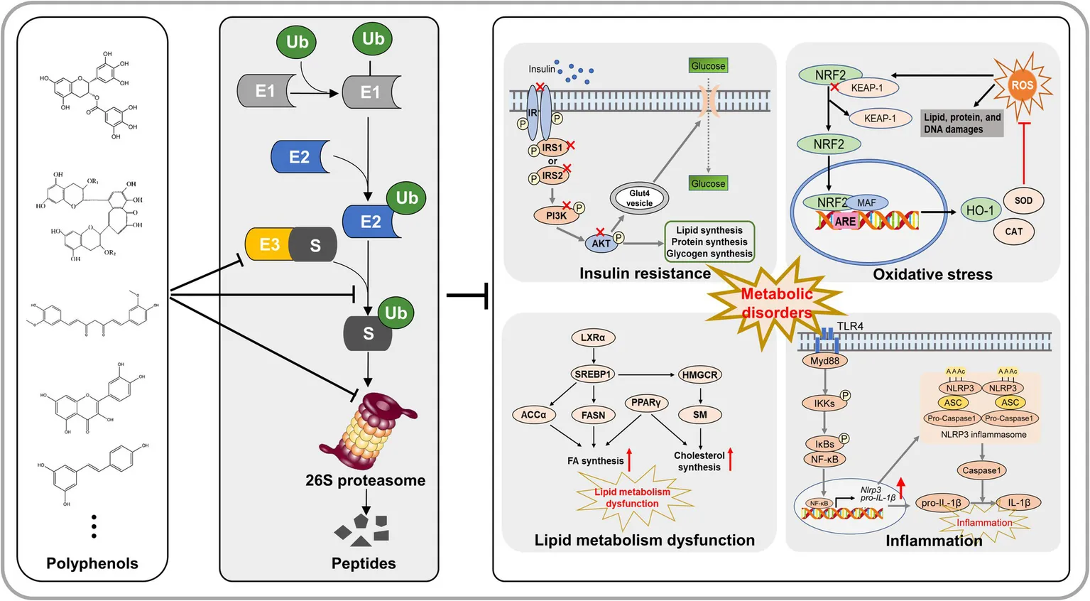 Frontiers | Polyphenols alleviate metabolic disorders: the role of