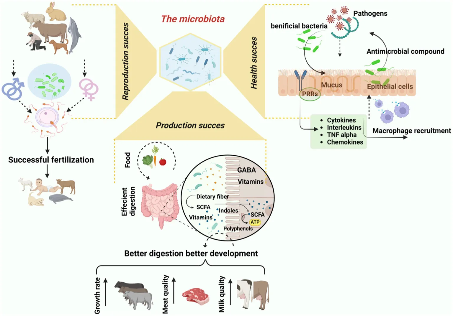 Frontiers | The microbiota: a key regulator of health