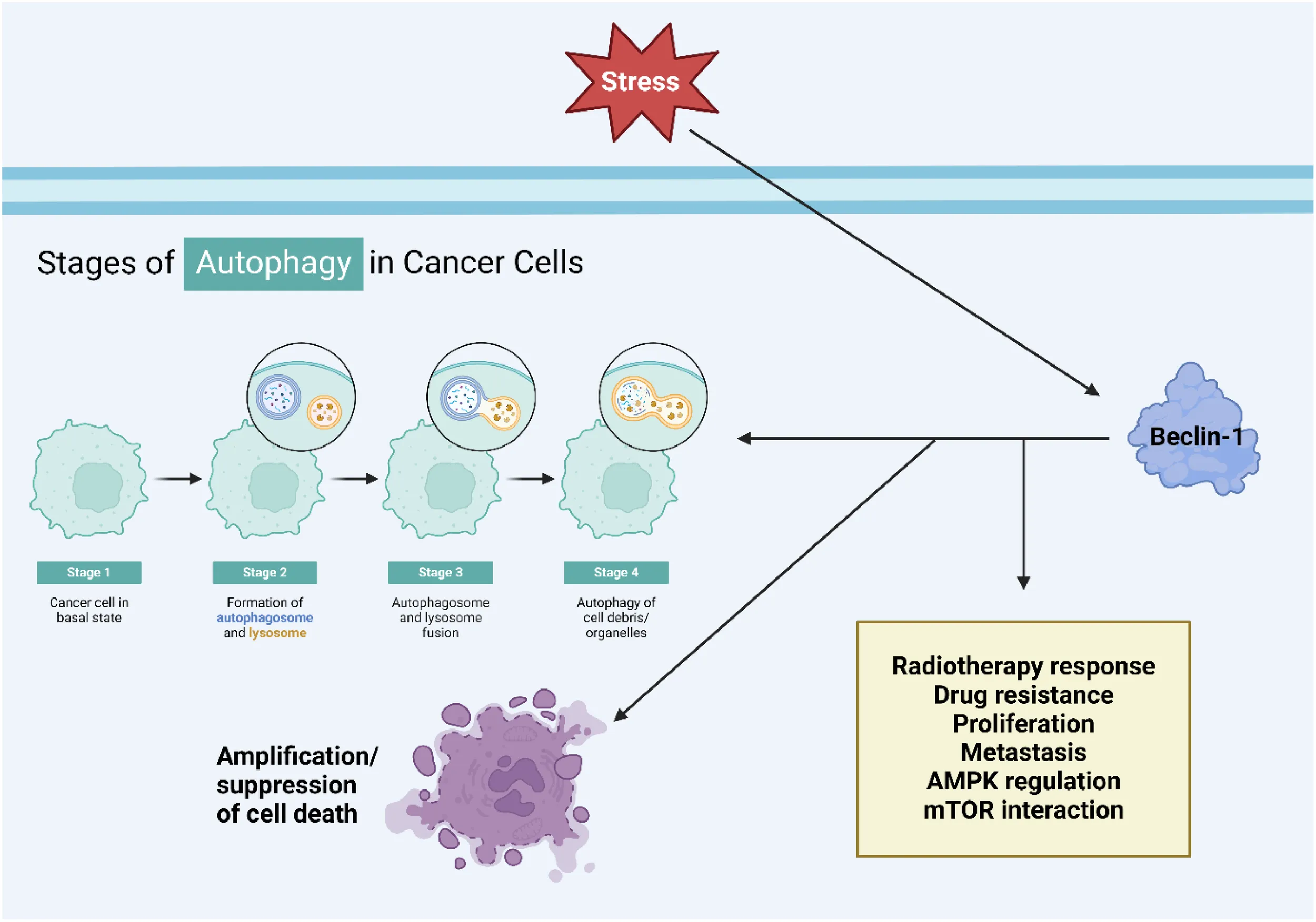 Frontiers | Beclin-1: a therapeutic target at the intersection of