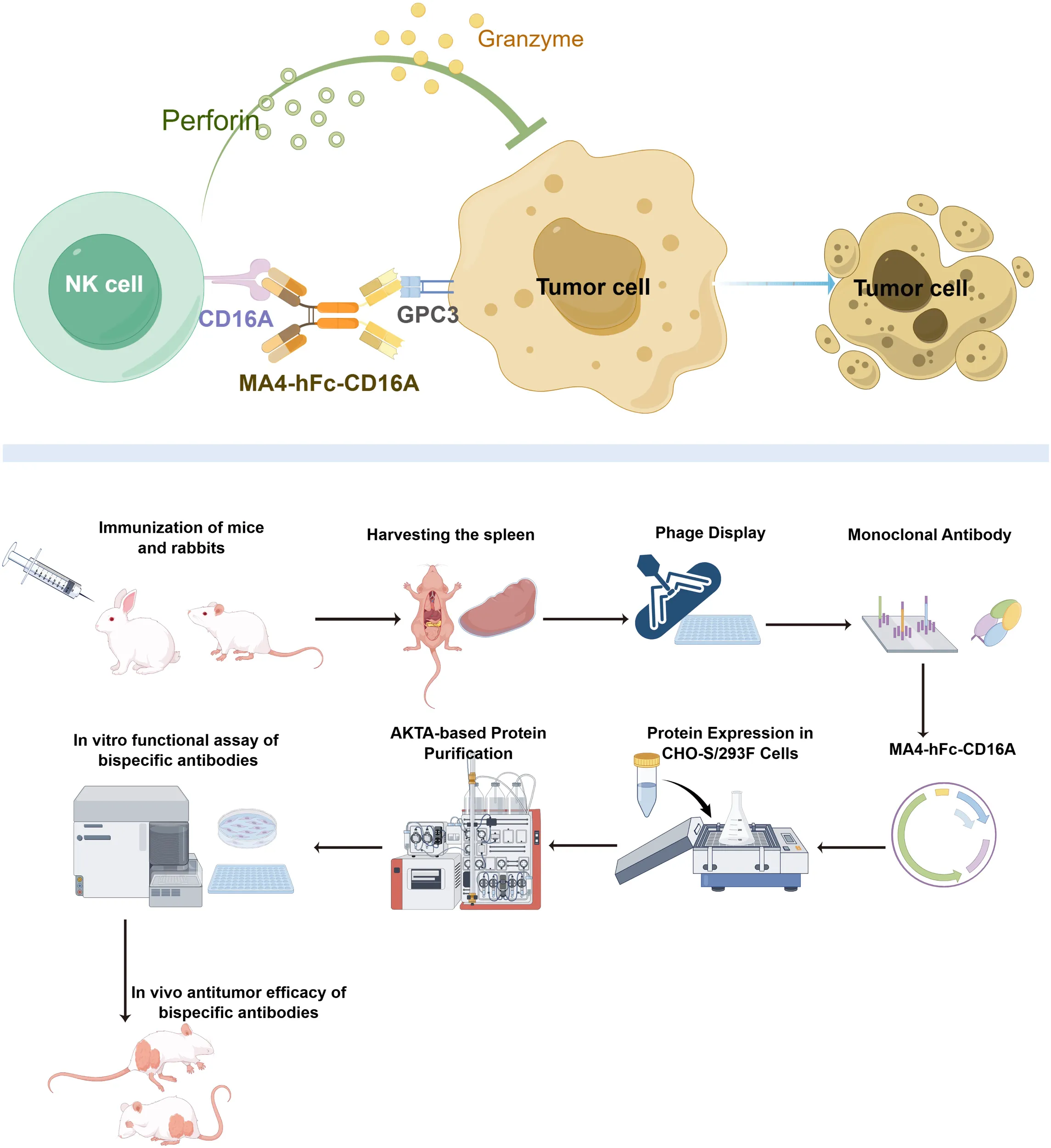 【ストライク/CD16点】THE PHARCYDE等 Frontiers | Targeting CD16A on NK cells and GPC3 in hepatocellular