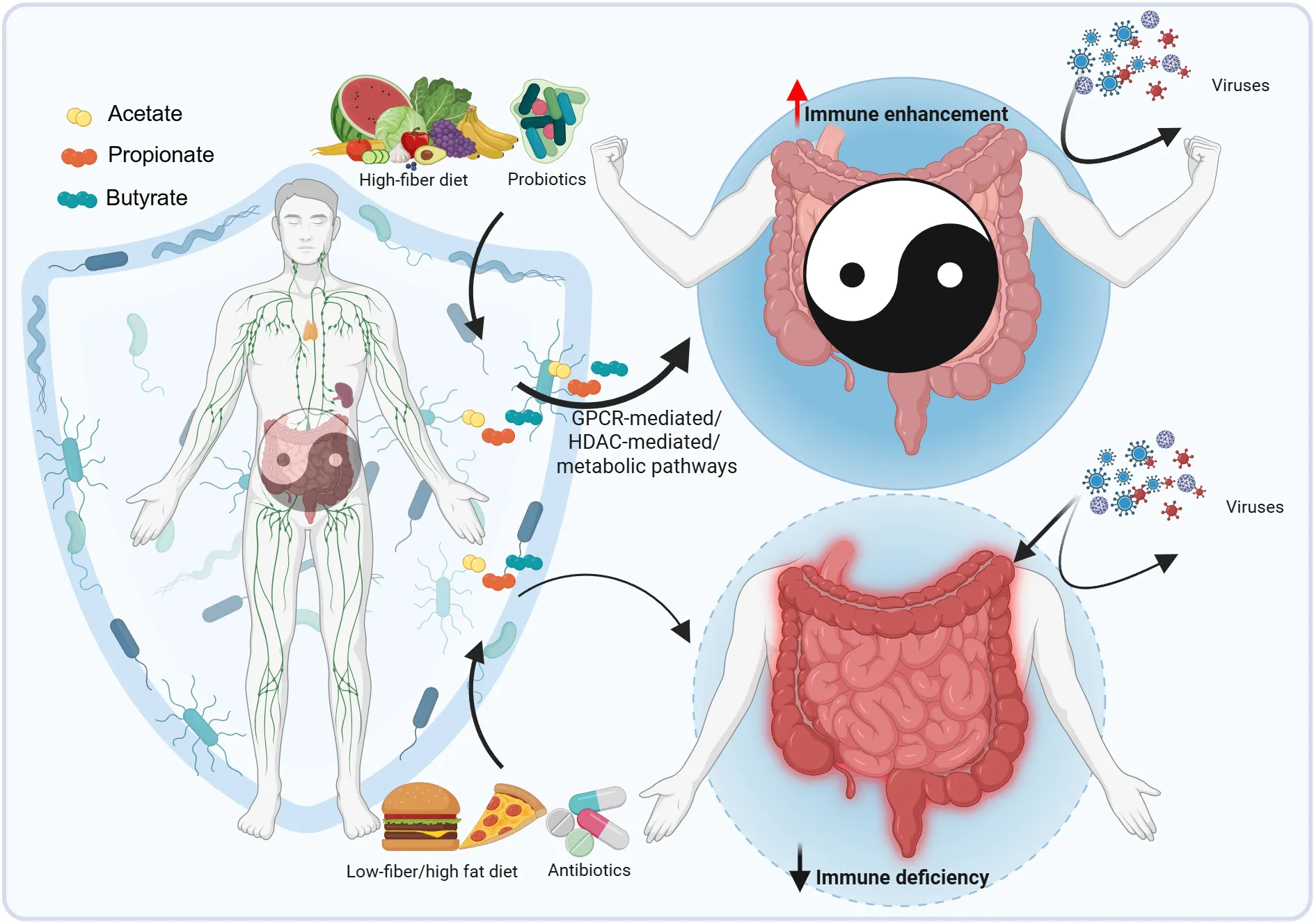 Frontiers | Short-chain fatty acids: key antiviral mediators of