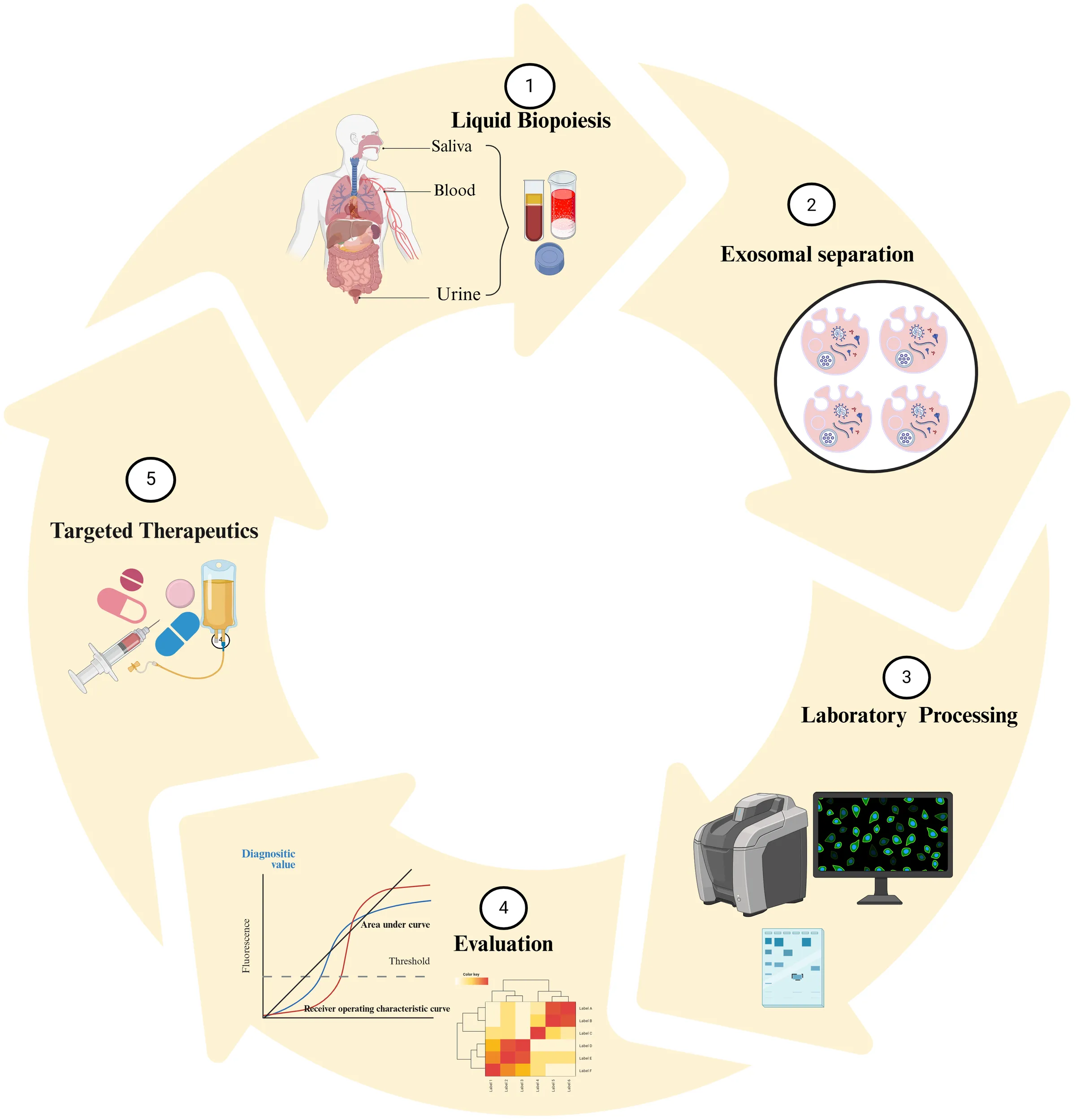 Frontiers | Exosomal ncRNAs in liquid biopsy: a new paradigm for