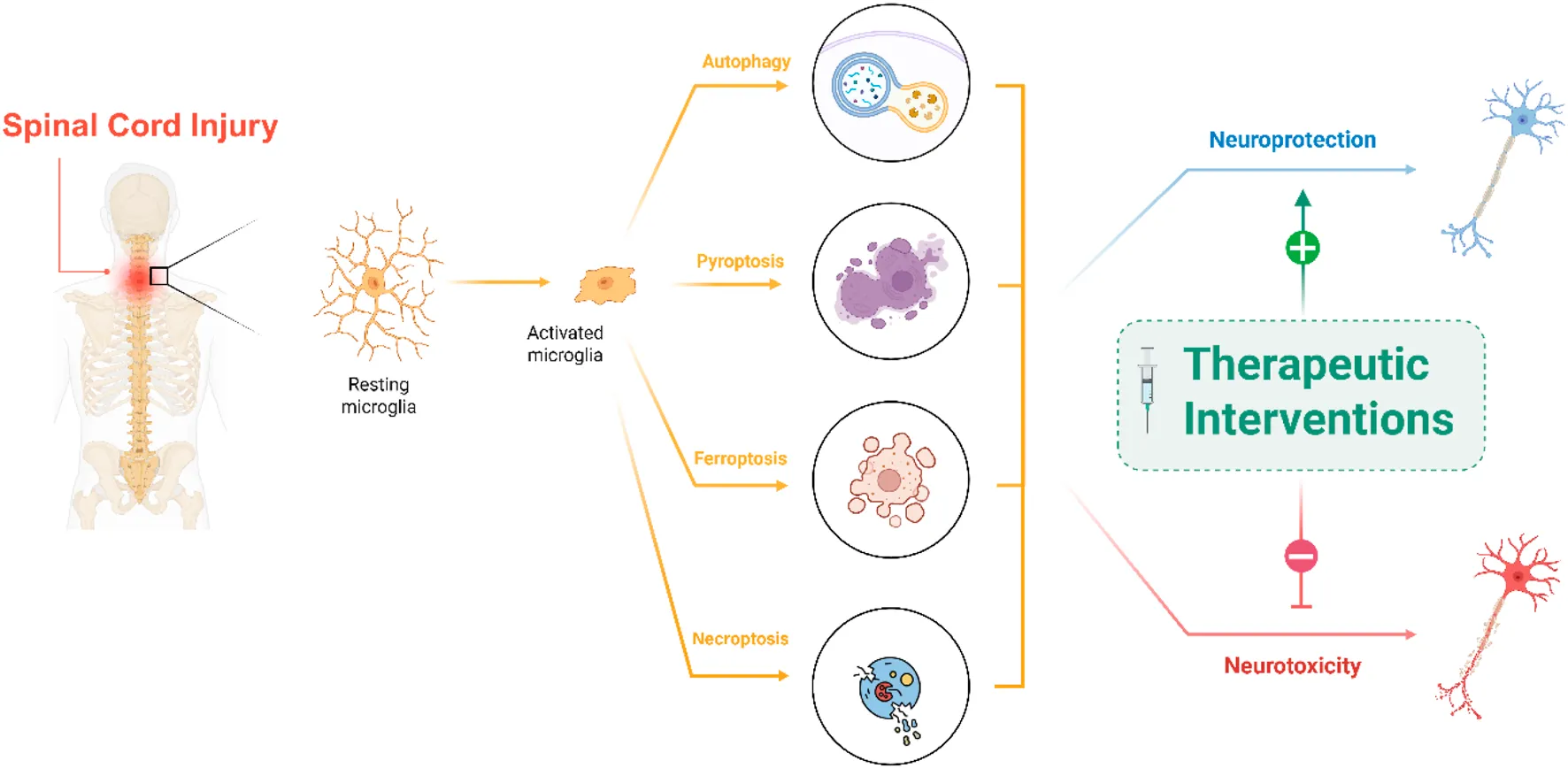Frontiers | Microglia and programmed cell death in spinal cord