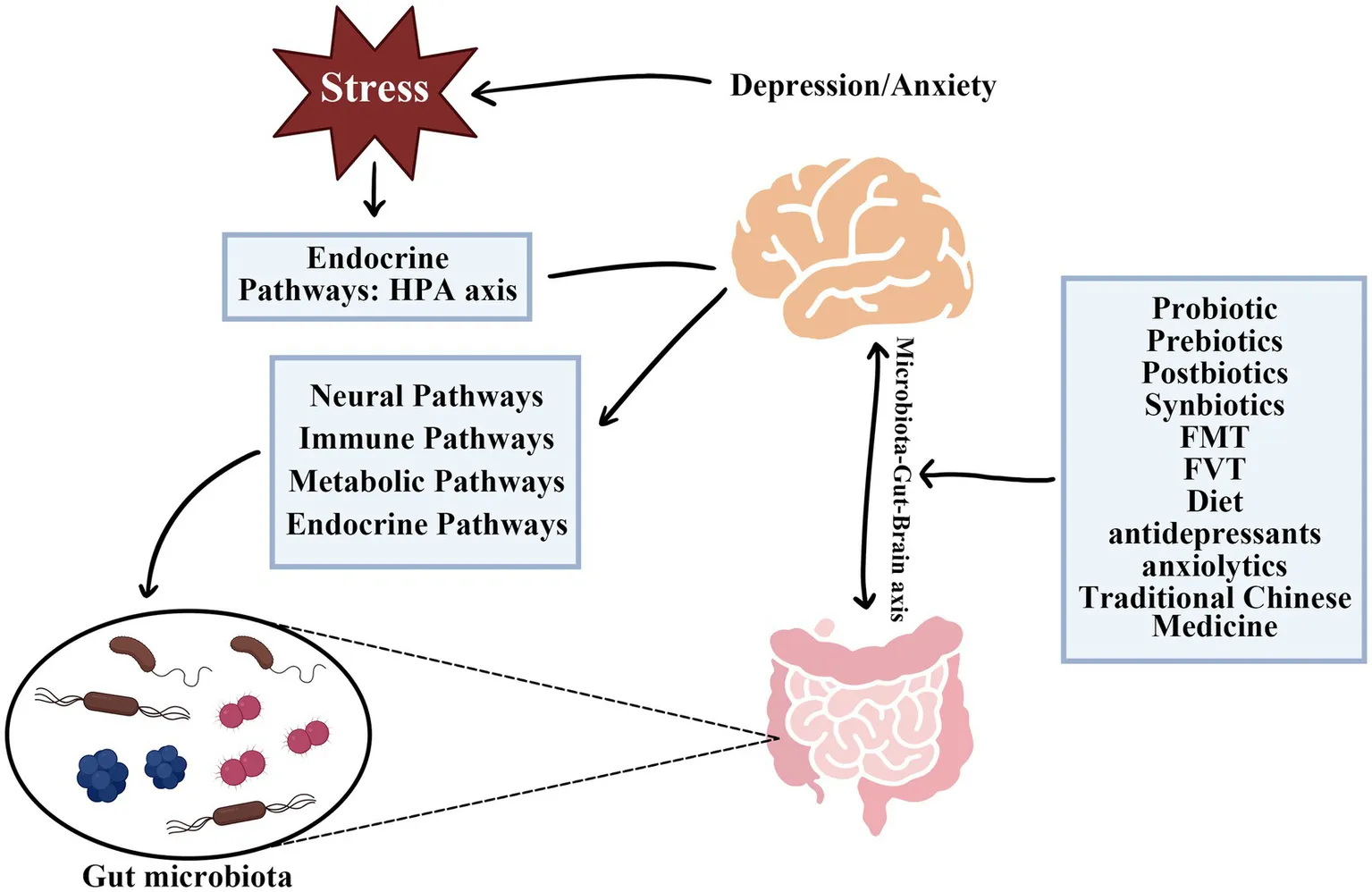 Frontiers | Gut microbiota as a novel target for treating anxiety