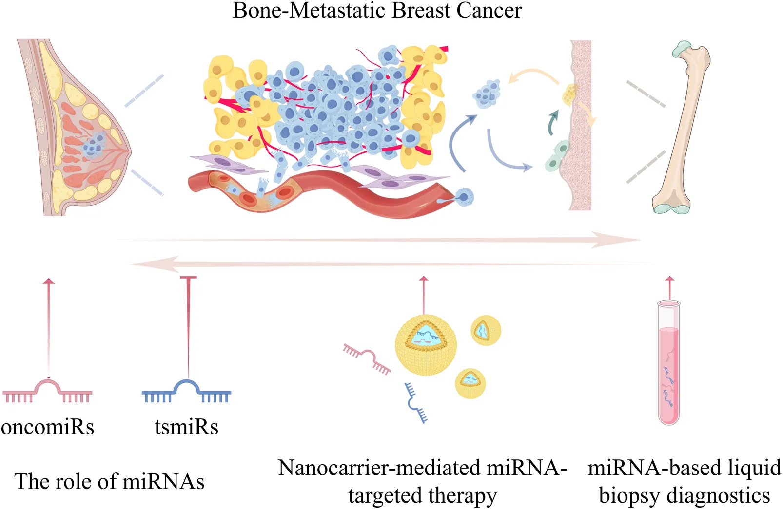 Frontiers | Dual-regulatory miRNAs: master regulators and