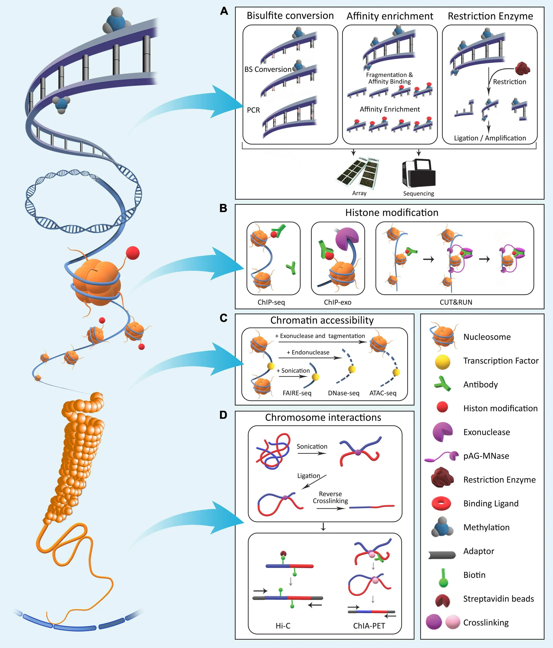 Four major epigenetic layers: DNA methylation, histone modifications, chromatin accessibility, nuclear organization