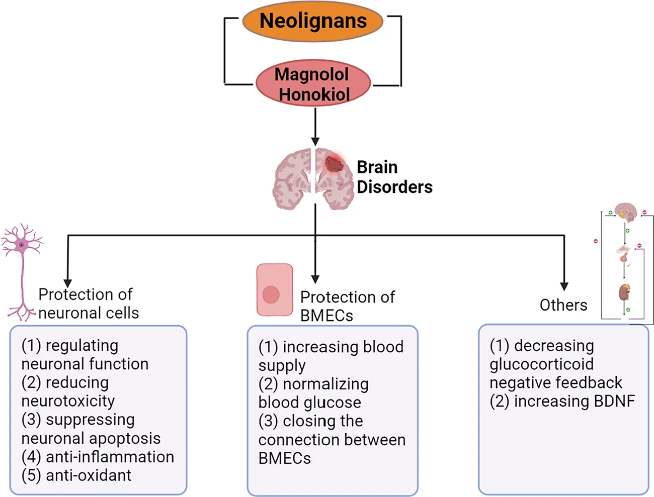 Frontiers | Neuroprotective Potency of Neolignans in Magnolia