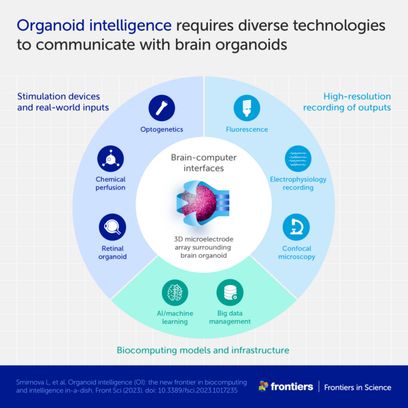 Infographic showing the diverse technologies required to communicate with brain organoids, such as inputs, recording devices, and biocomputing models and infrastructure