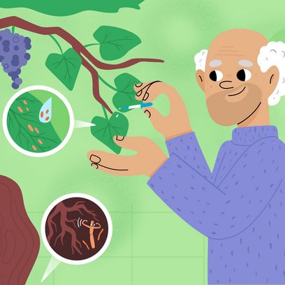 Illustration of a man using beneficial microbes to trigger induced resistance in plants