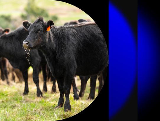 Image of a herd of cows in a field