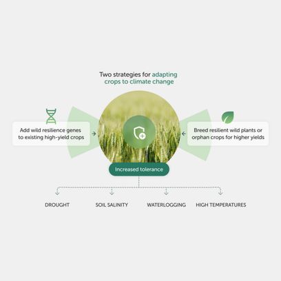Infographic showing two strategies for adapting crops for climate change—adding wild resilience genes to existing high-yield crops, and breeding resilient wild plants or orphan crops for higher yields