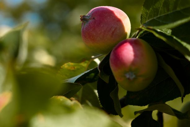 Close-up organic bio red green apples growing on tree branch in orchard. Beautiful fruit garden details. Selective soft focus. High quality photo