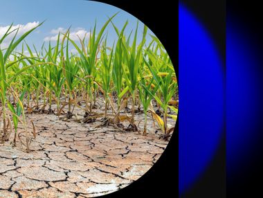 Photo of crops affected by climate change growing out of dry and cracked soil