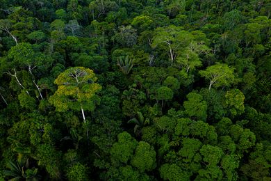 Aerial side view seen over a tropical forest with many tree species