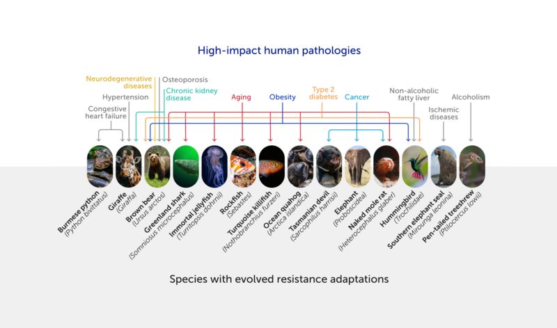 Diagram showing species with evolved disease resistance adaptations, such as how elephants do not typically develop cancer