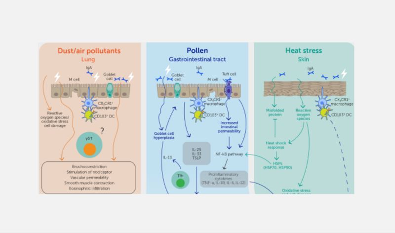 Figure showing how climate-change-associated exposures, such as pollen, air pollutants, and heat stress, trigger complex pathways mediating both inflammatory and tolerogenic responses.