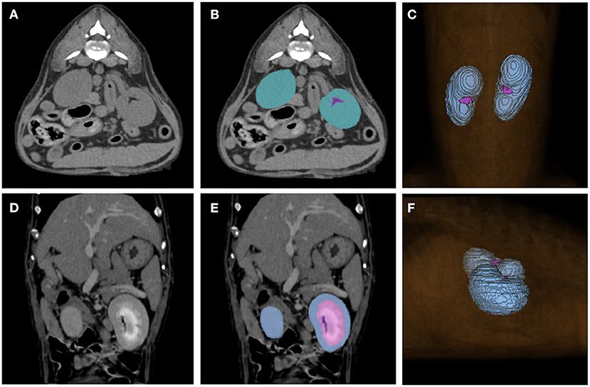 what does a dog ct scan show