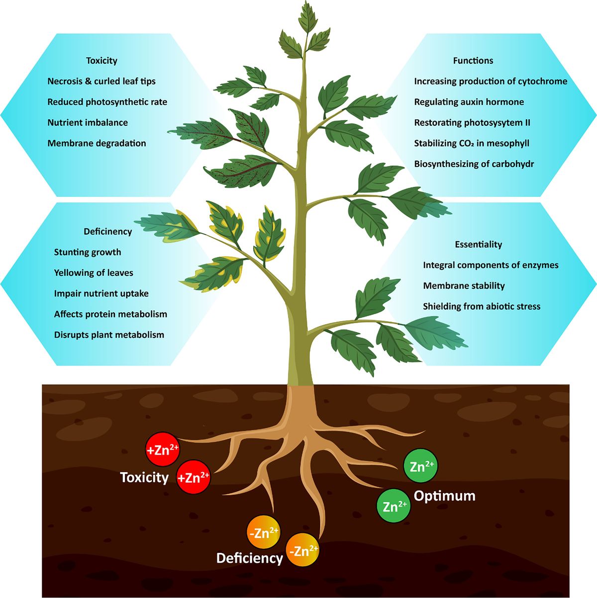 zinc deficiency in plants