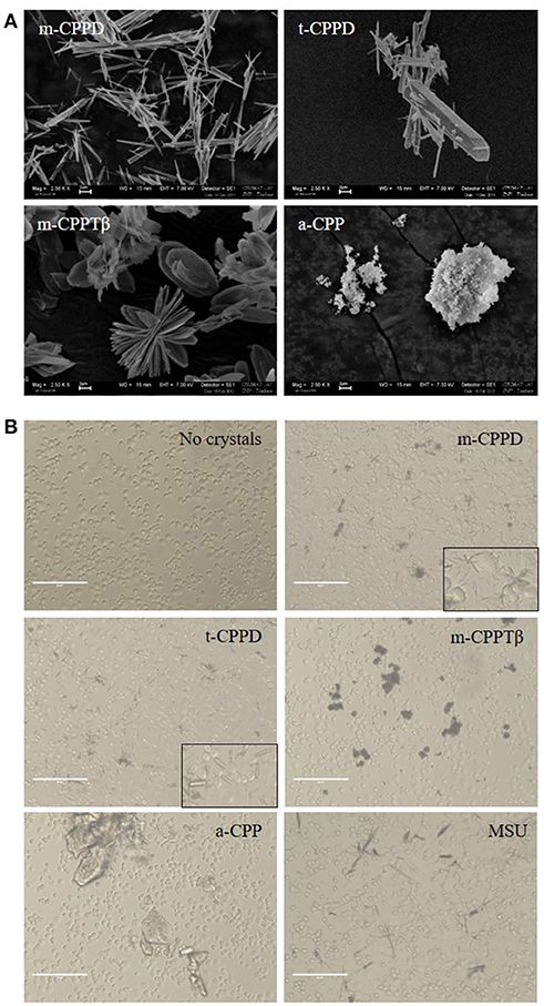 Inflammatory Potential of Four Different Phases of ... - Frontiers