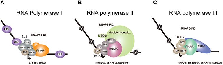 rna polymerase reaction