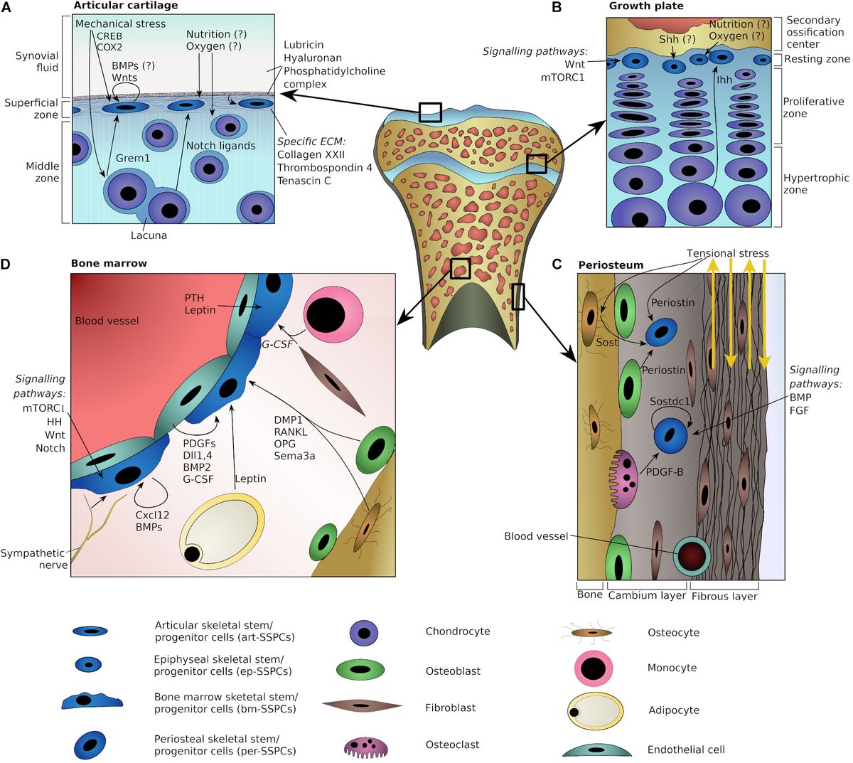 human bone cells diagram