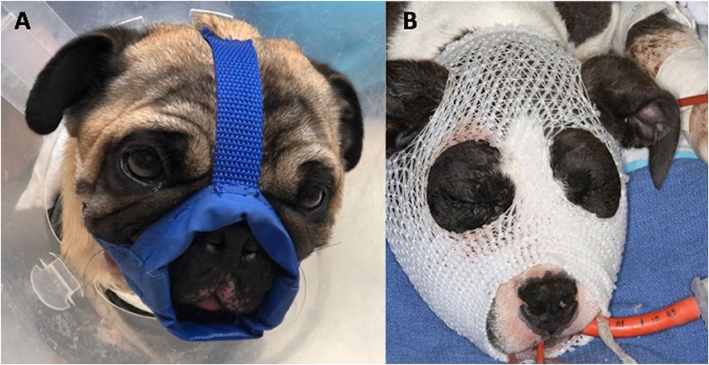 can a dogs broken jaw heal on its own