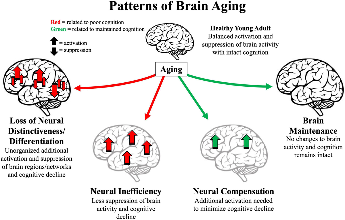 Frontiers 25 years of neurocognitive aging theories: What have we