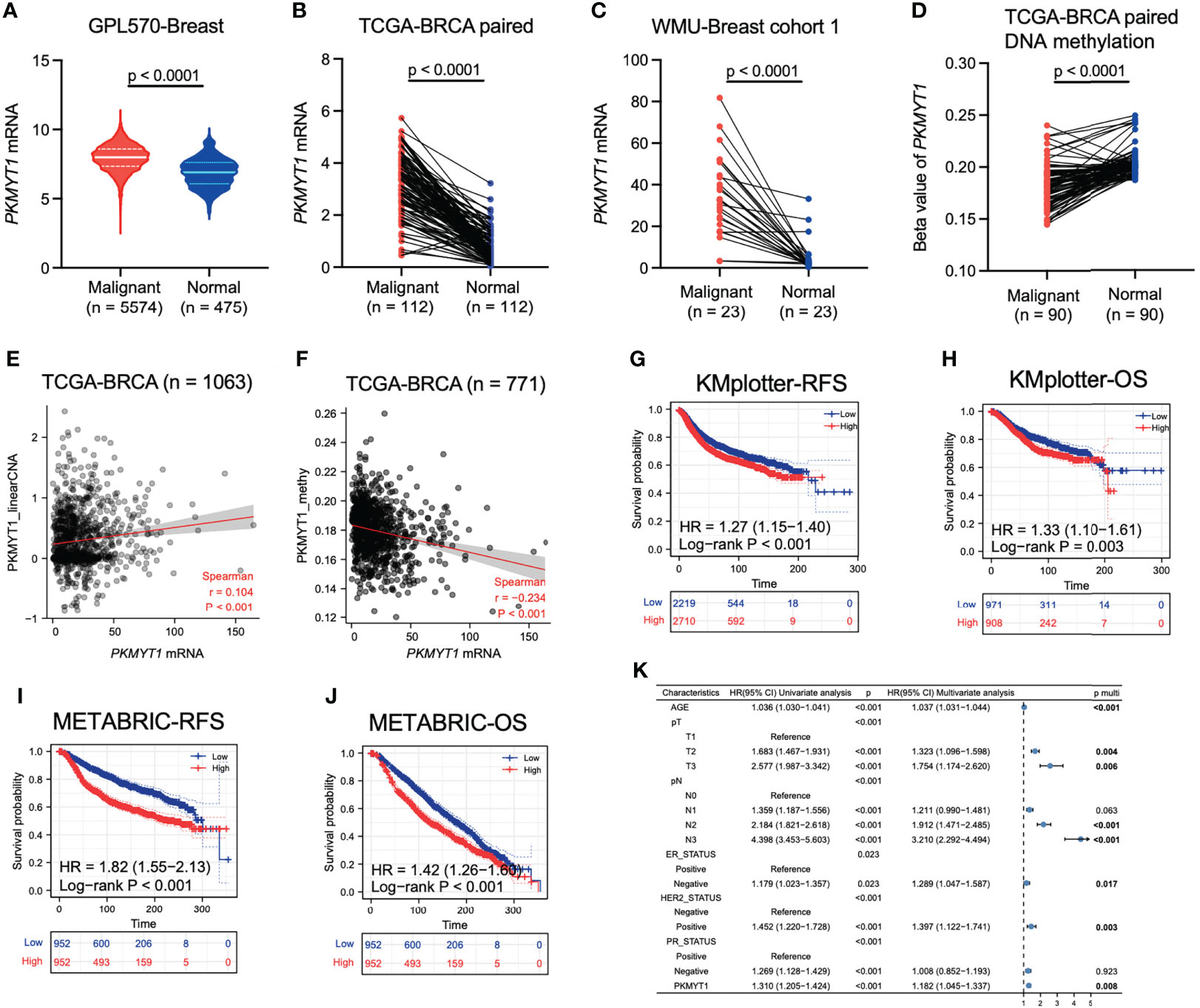 Frontiers | Overexpression of PKMYT1 associated with poor