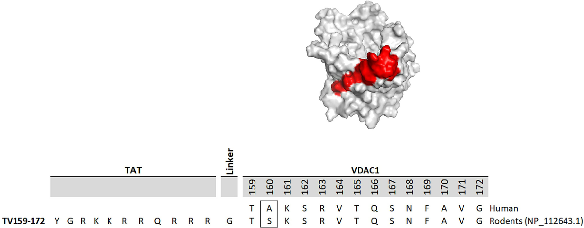 Frontiers | Oral administration of VDAC1-derived small