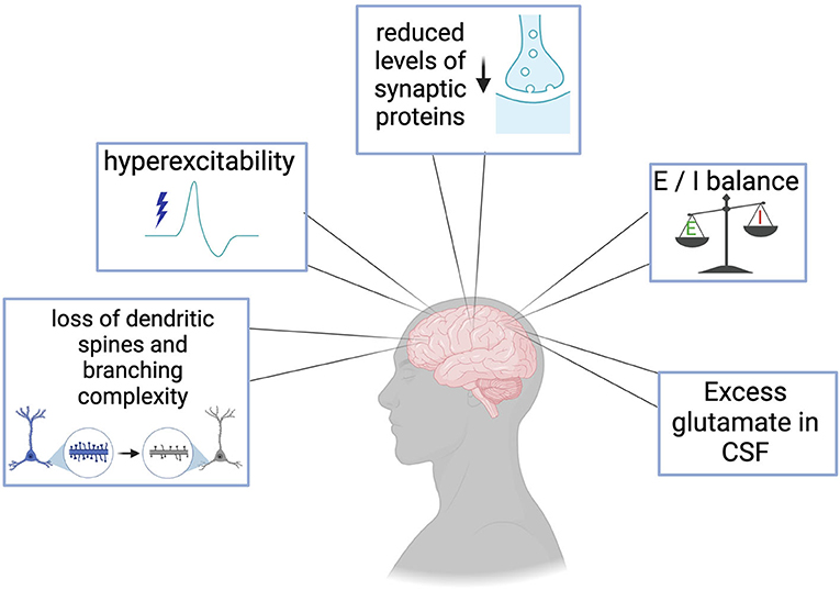 洋書 Asymptotic effic of statis estim Frontiers | Breakdown of the central synapses in C9orf72