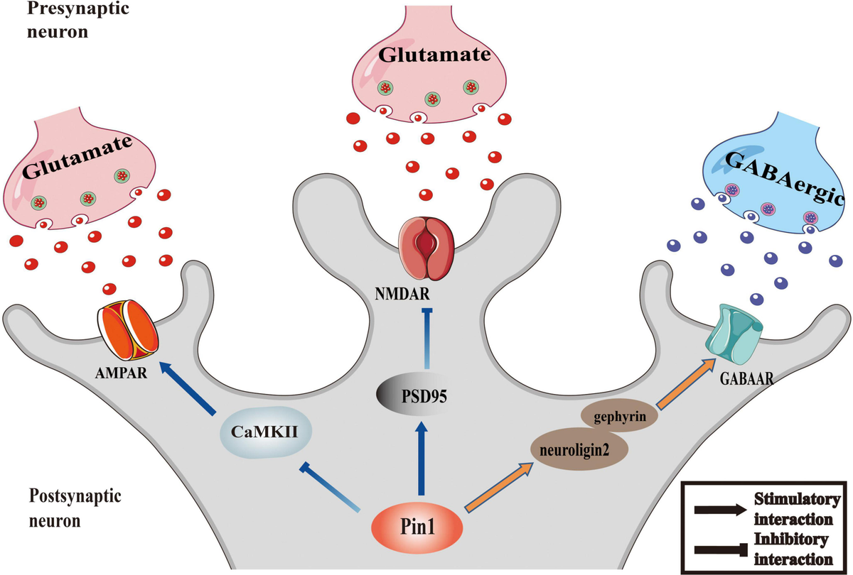 Frontiers | The role of peptidyl-prolyl isomerase Pin1 in