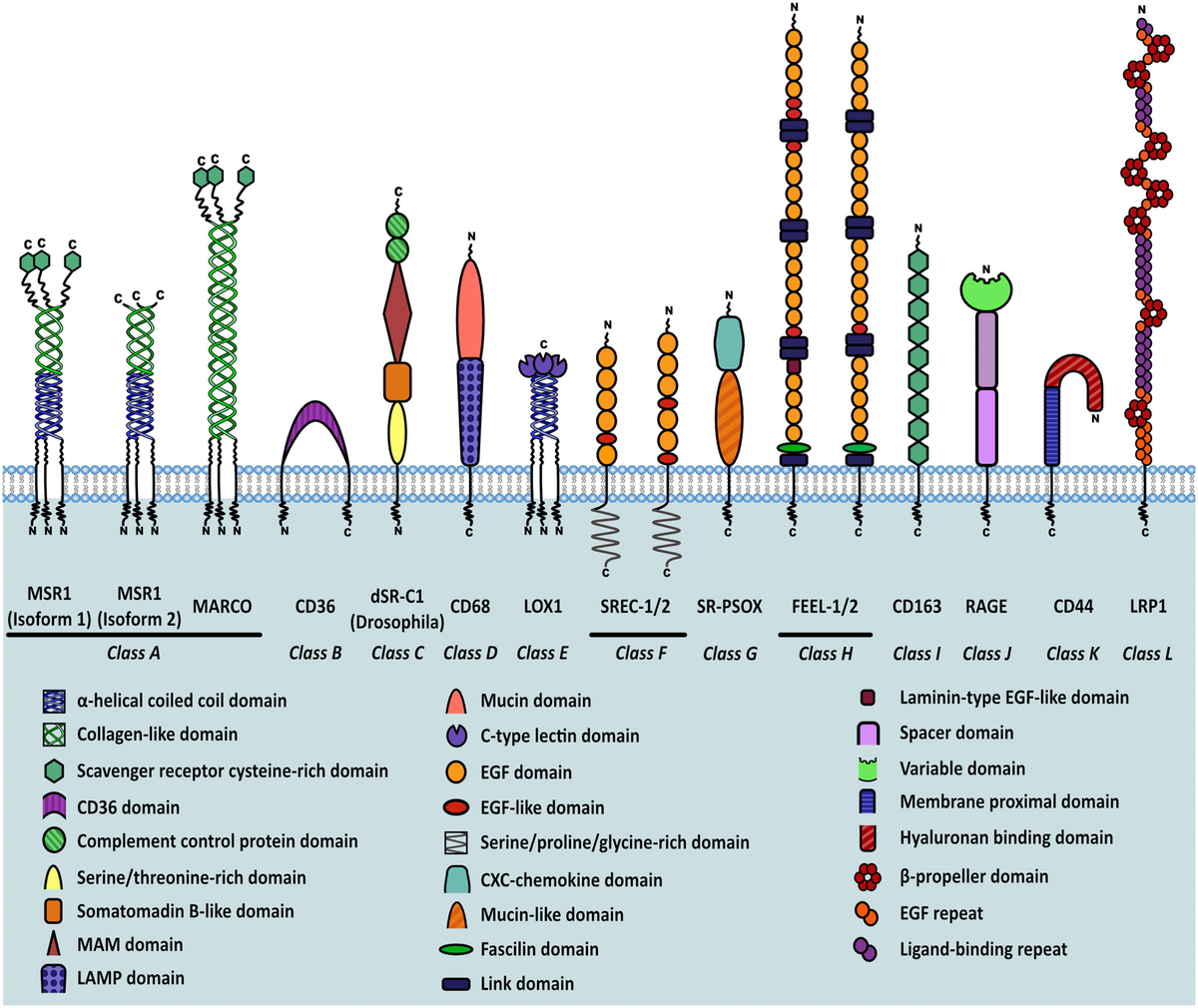【人気投票 】ハイブランド人気ランキング！ Frontiers | 1 receptor scavenger macrophage of role The その他