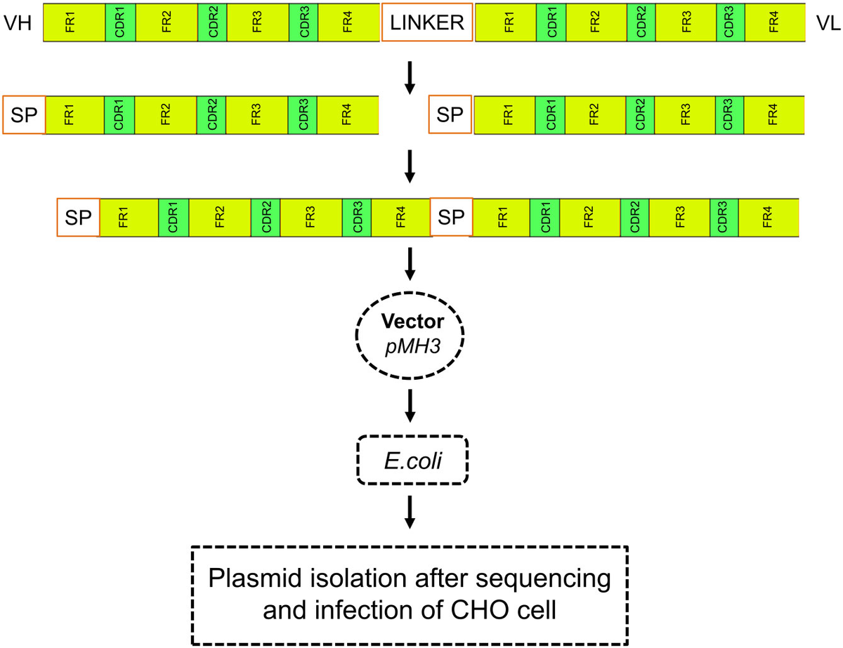 Frontiers | Bioengineering and computational analysis of programmed ...