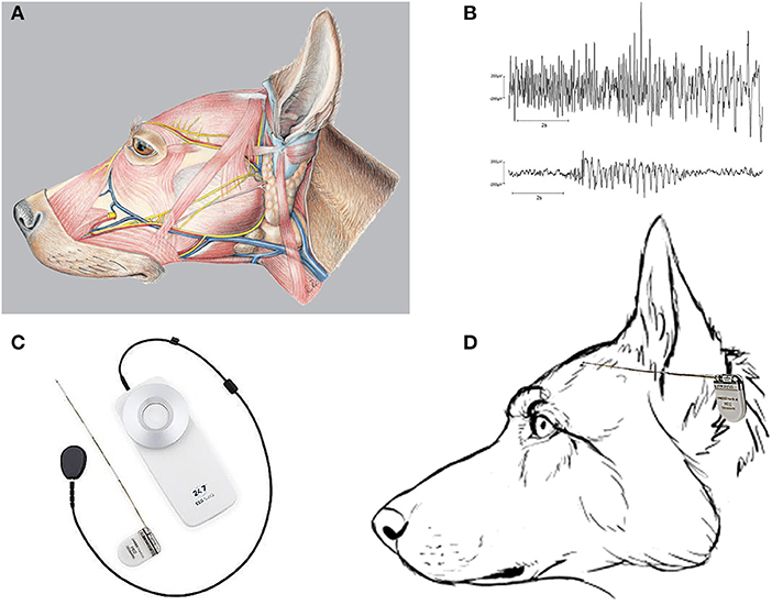 Dog epilepsy treatment cost uk outlet