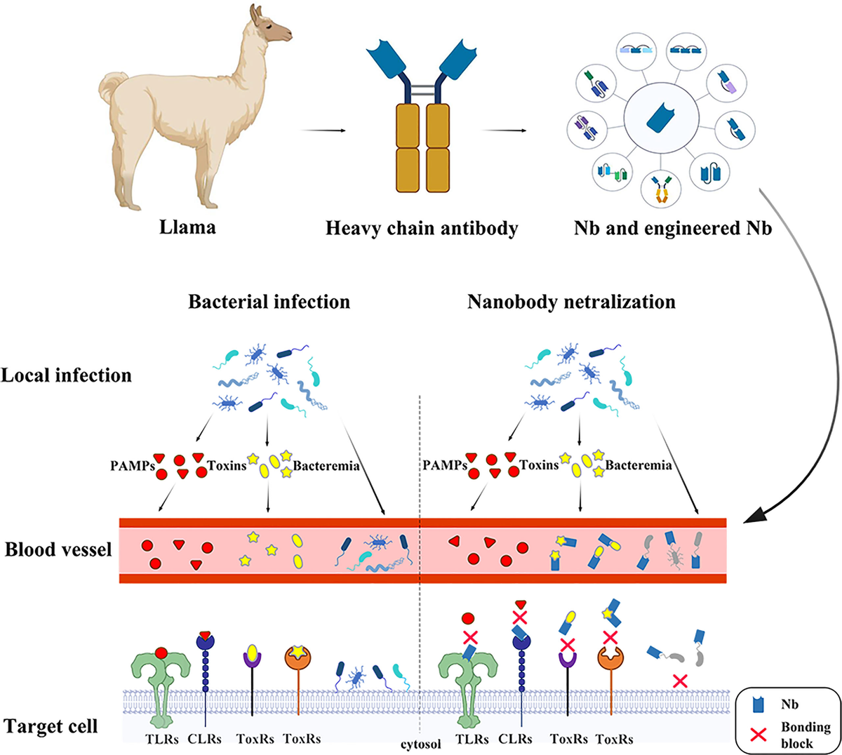 Frontiers | Single Domain Antibody application in bacterial