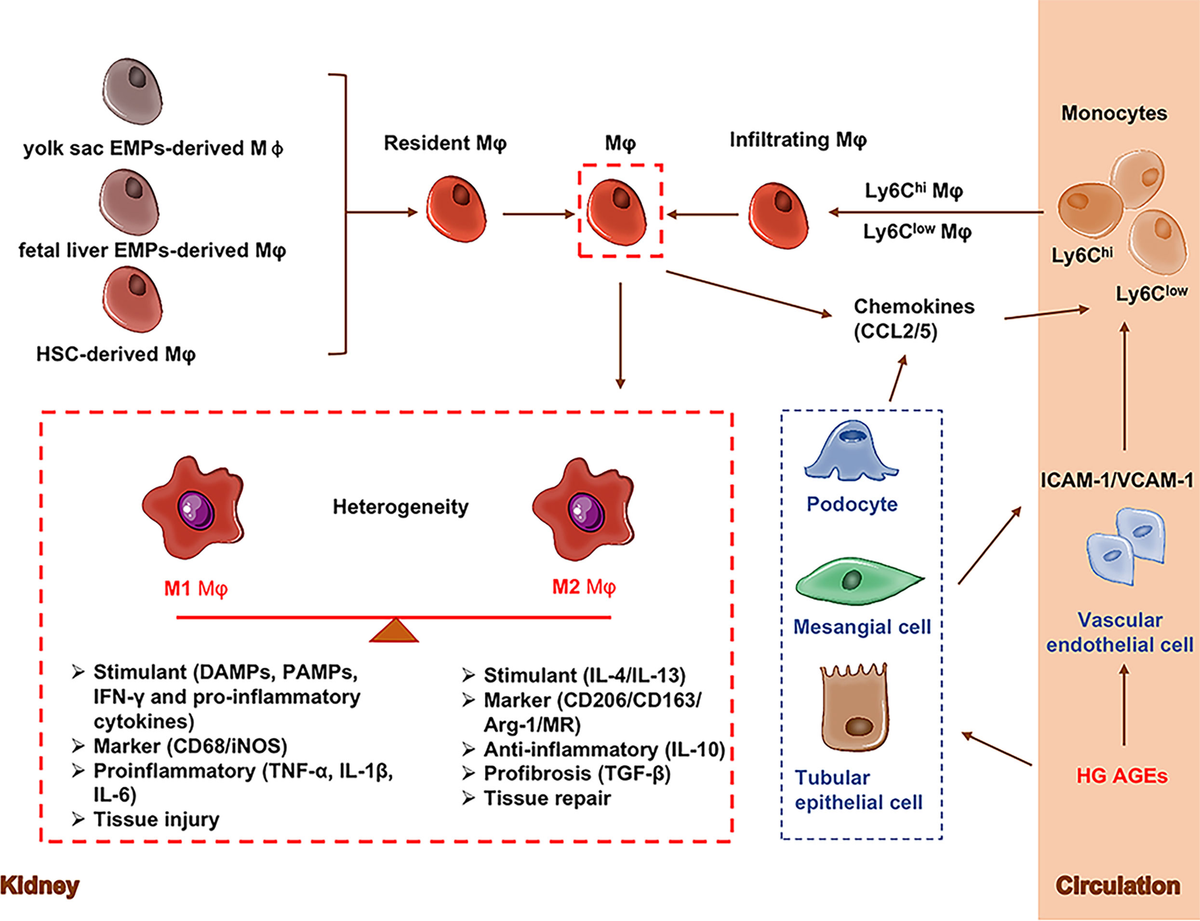 Frontiers | Roles and crosstalks of macrophages in diabetic