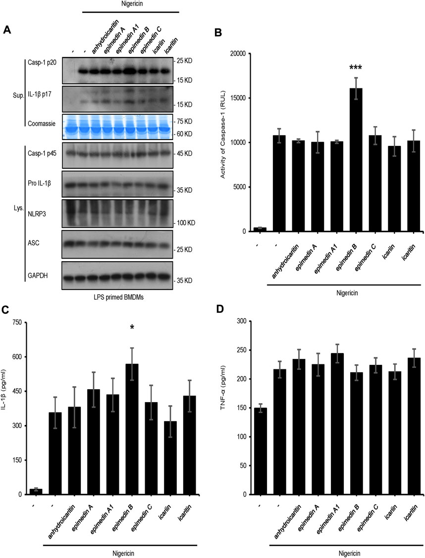 Frontiers | Immunostimulatory activity and structure