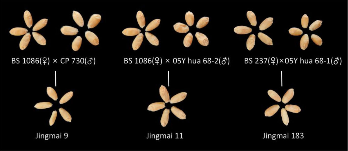 Frontiers | Detection of seed purity of hybrid wheat using Frontiers | Detection of seed purity of hybrid wheat using