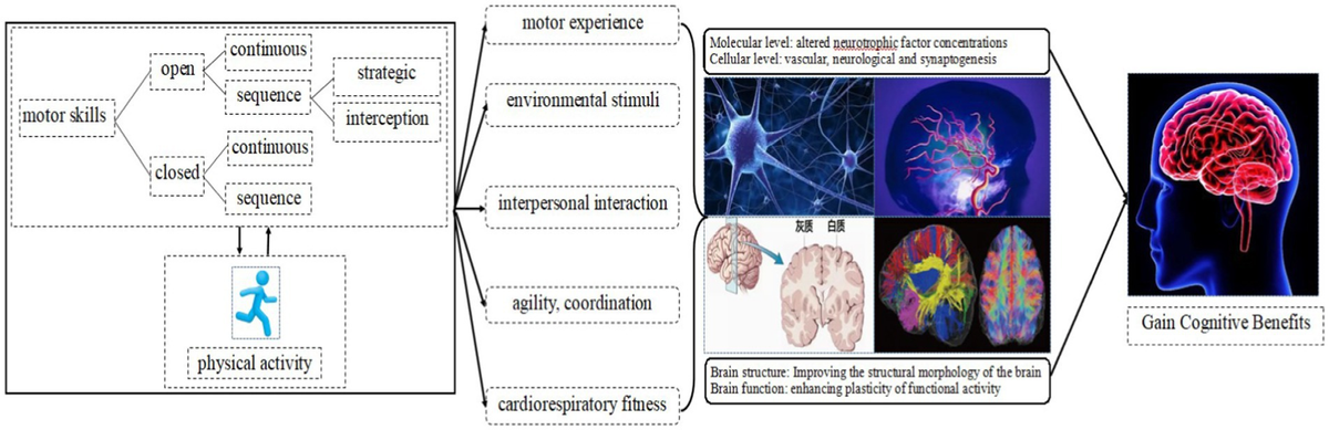 Cognitive motor skills outlet