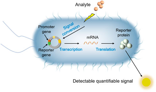 早割 リフト券 Use | Frontiers of assess to bioreporters whole-cell 置物