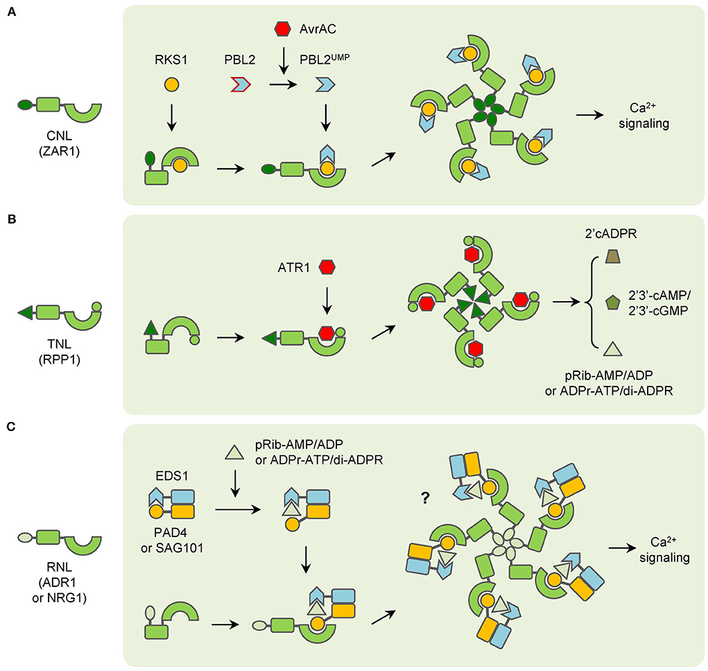Frontiers | Plant NLRs: Evolving with pathogen effectors and