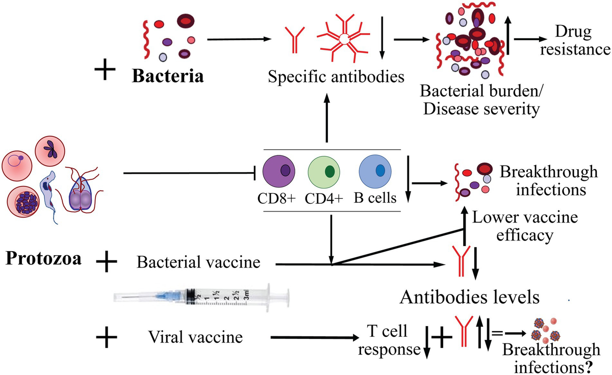 Frontiers | Protozoan co-infections and parasite influence on the 