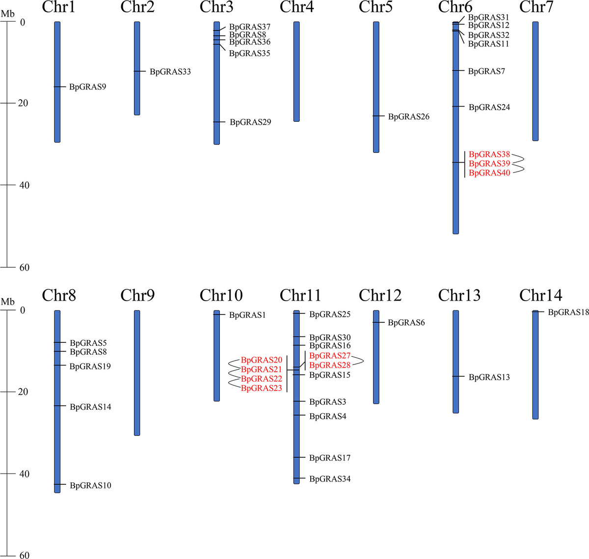 たかはし Genome-Wide Analysis of the Liriodendron chinense Hsf Gene
