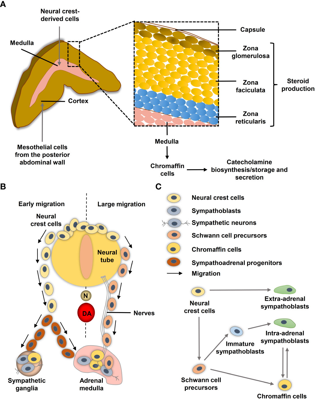 新しいブランド and HIF | Frontiers MYC of neoplasms adrenal in signaling 健康・医学