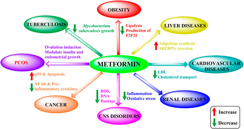 Frontiers | Metformin: Activation of 5′ AMP-activated