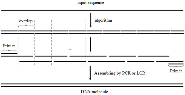 Frontiers | A depth-first search algorithm for oligonucleotide design ...