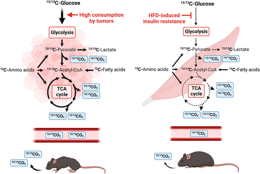Frontiers | Exogenous detection of 13C-glucose metabolism in