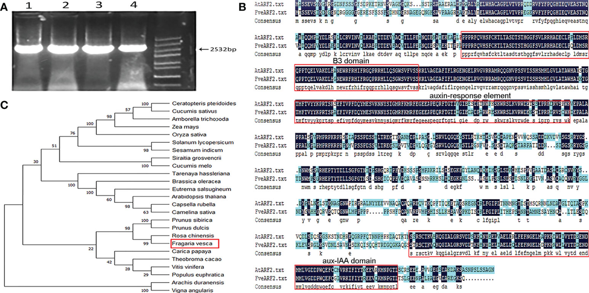 flower Morphological matching and nectar dynamics as determinants